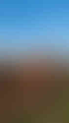 Baptiste s'amusant avec les vaches