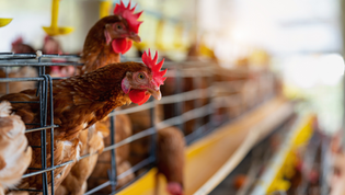 ABPA lança campanha sobre cuidados com as granjas no período de férias