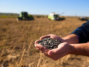 Oferta global de grãos pressiona preços e margens dos produtores