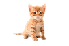 cute-orange-kitten_edited.png