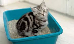 Cat litter is a possible trigger for sarcoidosis