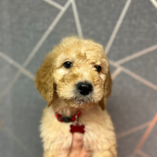 Red7wk