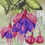 Thumbnail: Hanging Fuchsia