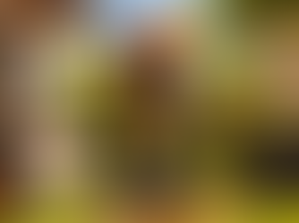 Como manter jardim e quintal organizados e bem conservados