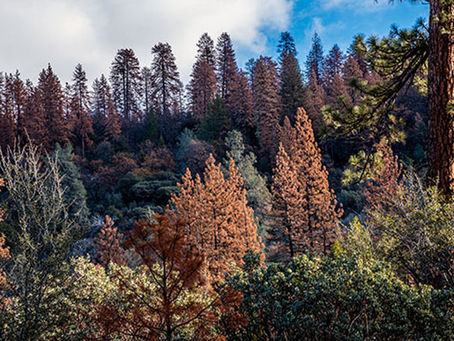 Massive Forrest Die off in Nevada's Sierra Nevada Likely Linked to Climate Change