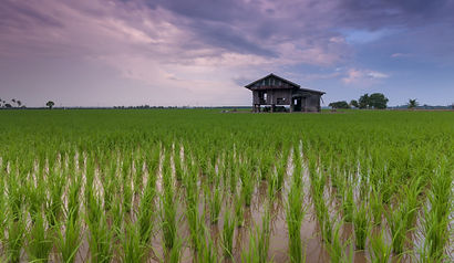 rice-field-1866498.jpg