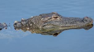 djb_images-reptile-7673386_1920.jpg