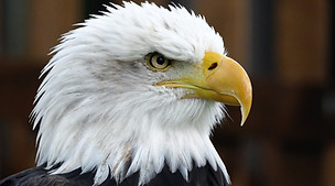 Close-up of the head of a bald eagle