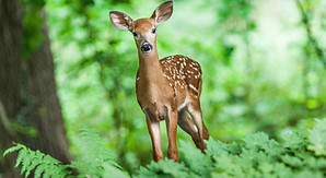 Beautiful fawn standing still amid the woods