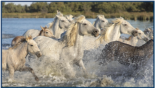 A herd of white and brown horses galloping through the water.