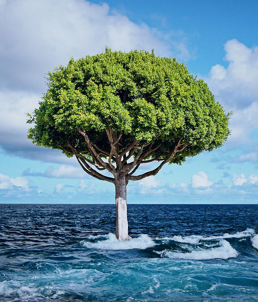 Tree planted in the ocean