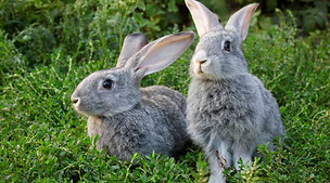 Two grey rabbits in the grass
