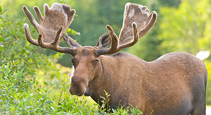 Big brown antlered moose