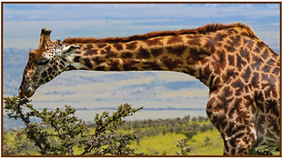 Giraffe head and its long neck, munching on a bush with the savannah in the background