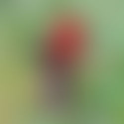                              hill birding at shivkhola