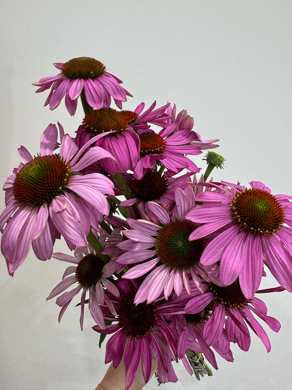 Thumbnail: Cone Flower