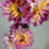 Thumbnail: Dahlia (Decorative - 5 stems)