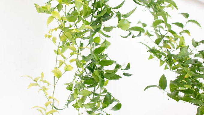 Smilax