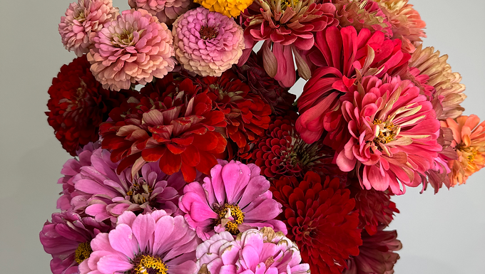 Zinnia