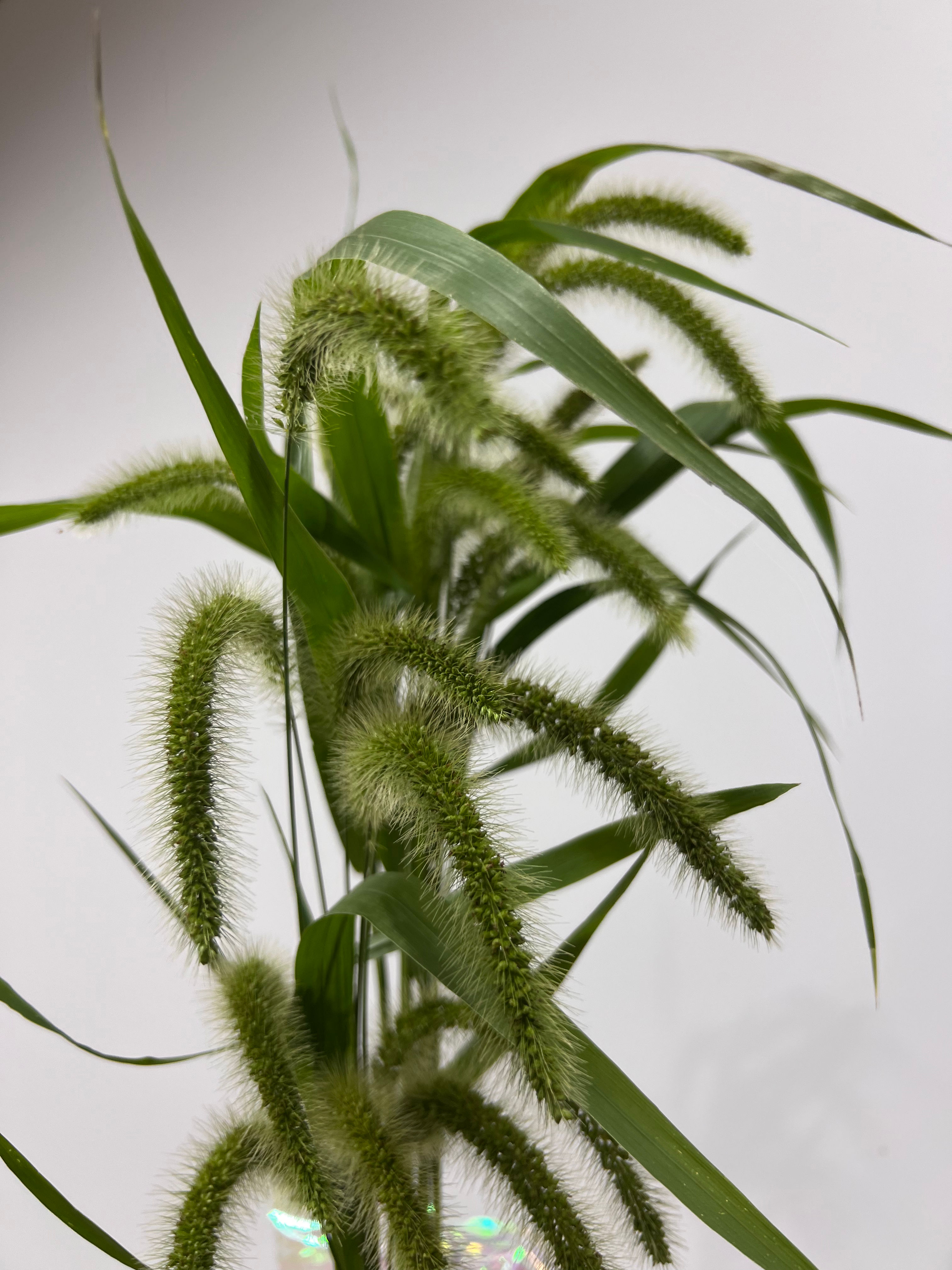 Millet