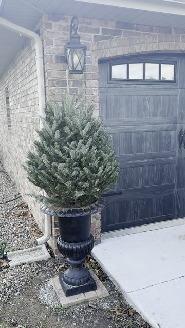 Thumbnail: Mini Christmas Trees (3-5ft)