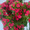 Thumbnail: Dianthus (Sweet William)
