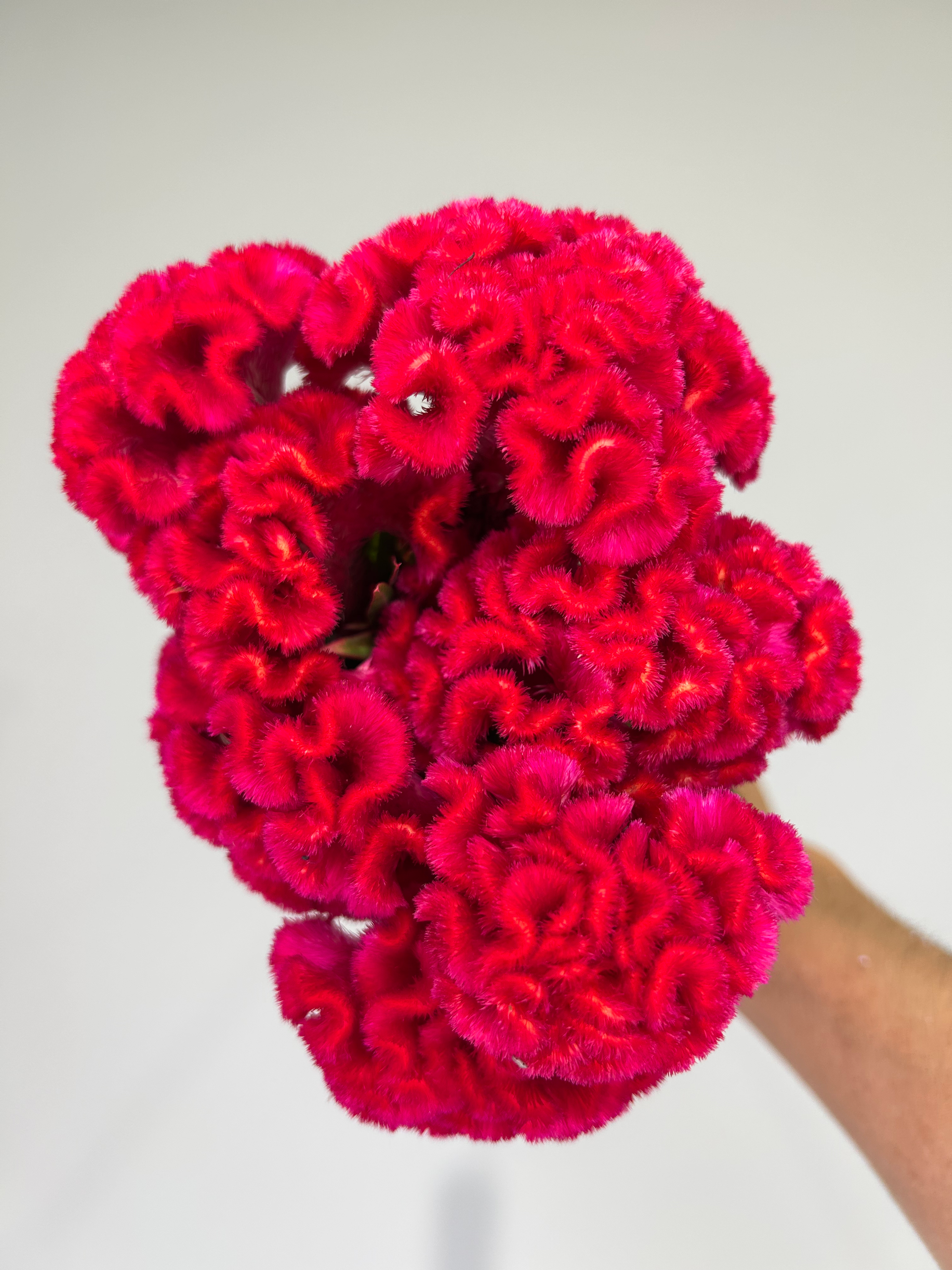 Coxcomb Celosia