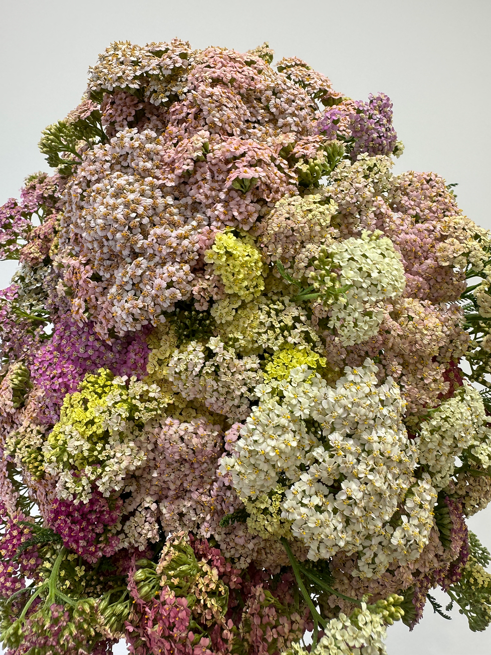 Thumbnail: Yarrow