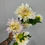 Thumbnail: Dahlia (Decorative - 5 stems)