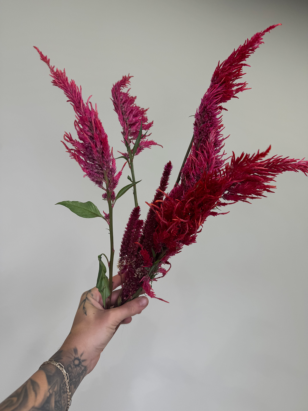 Thumbnail: Celosia (Plume, Feathering)