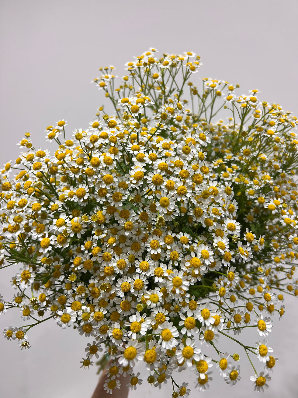 Thumbnail: Chamomile