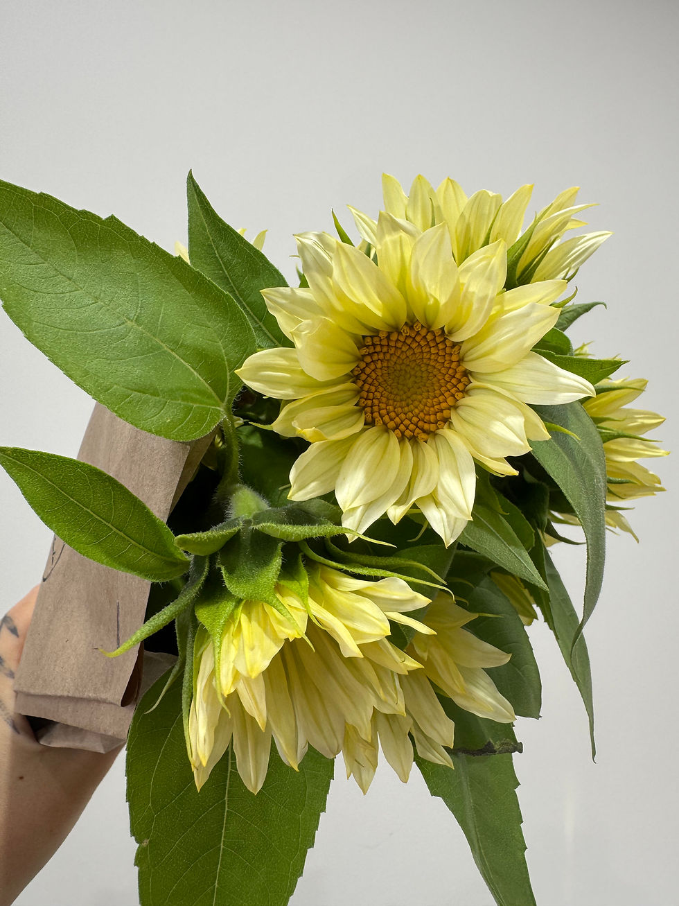 Thumbnail: Sunflower