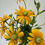 Thumbnail: Rudbeckia