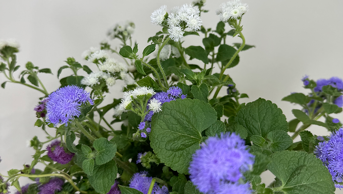 Ageratum