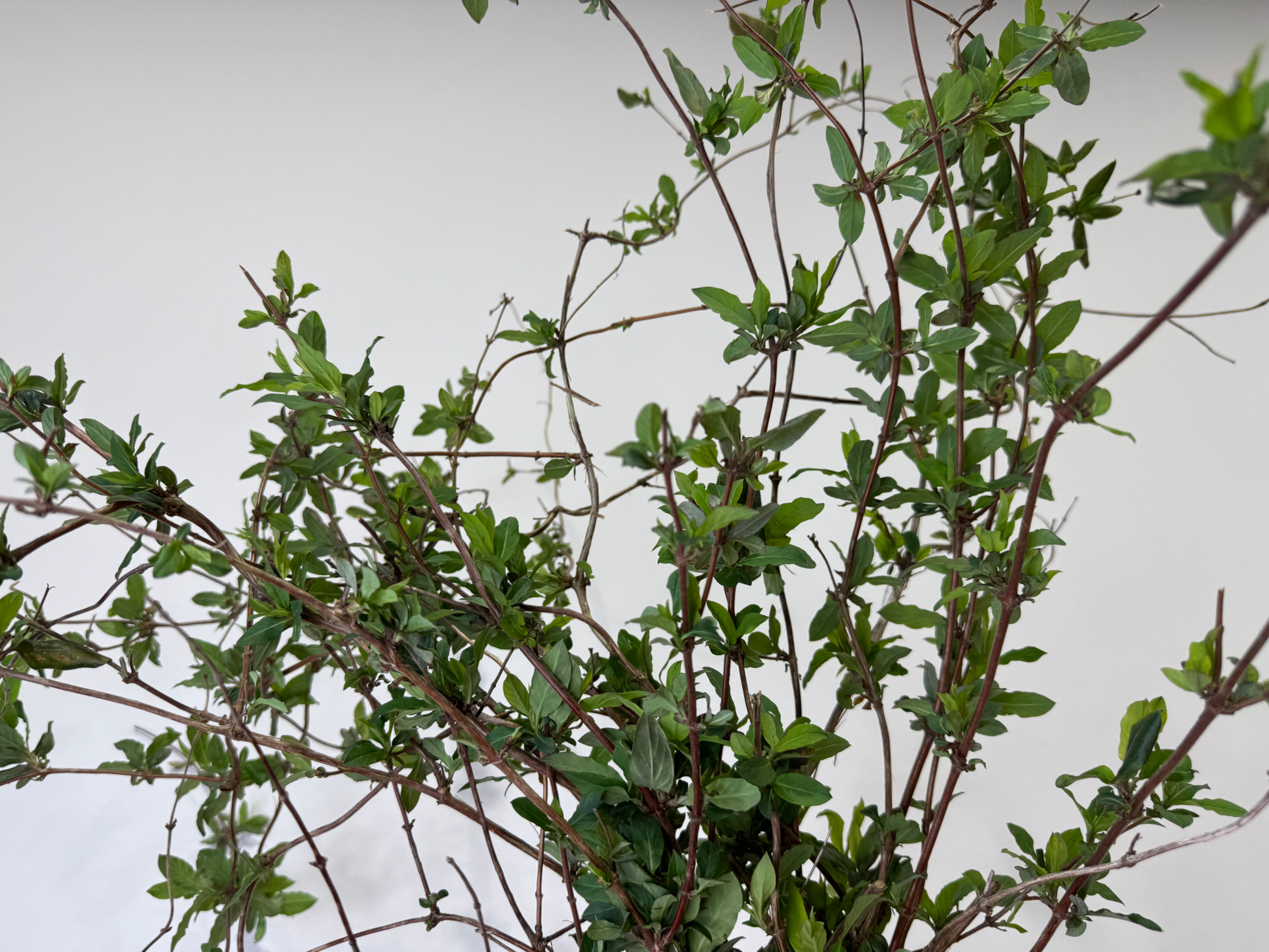 Honeysuckle 