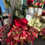 Thumbnail: Poinsettia