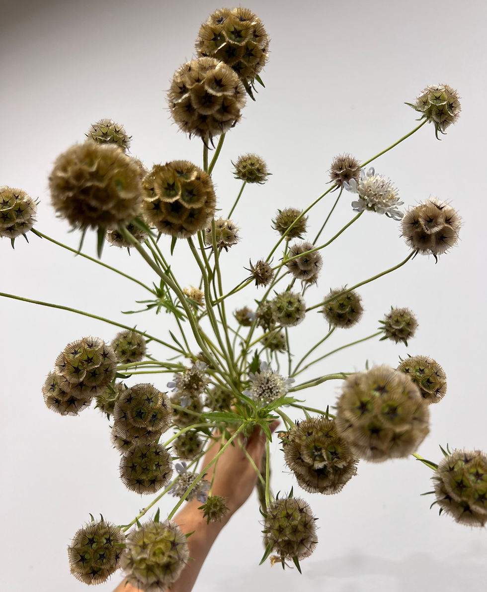 Thumbnail: Scabiosa