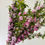 Thumbnail: Flowering Almond