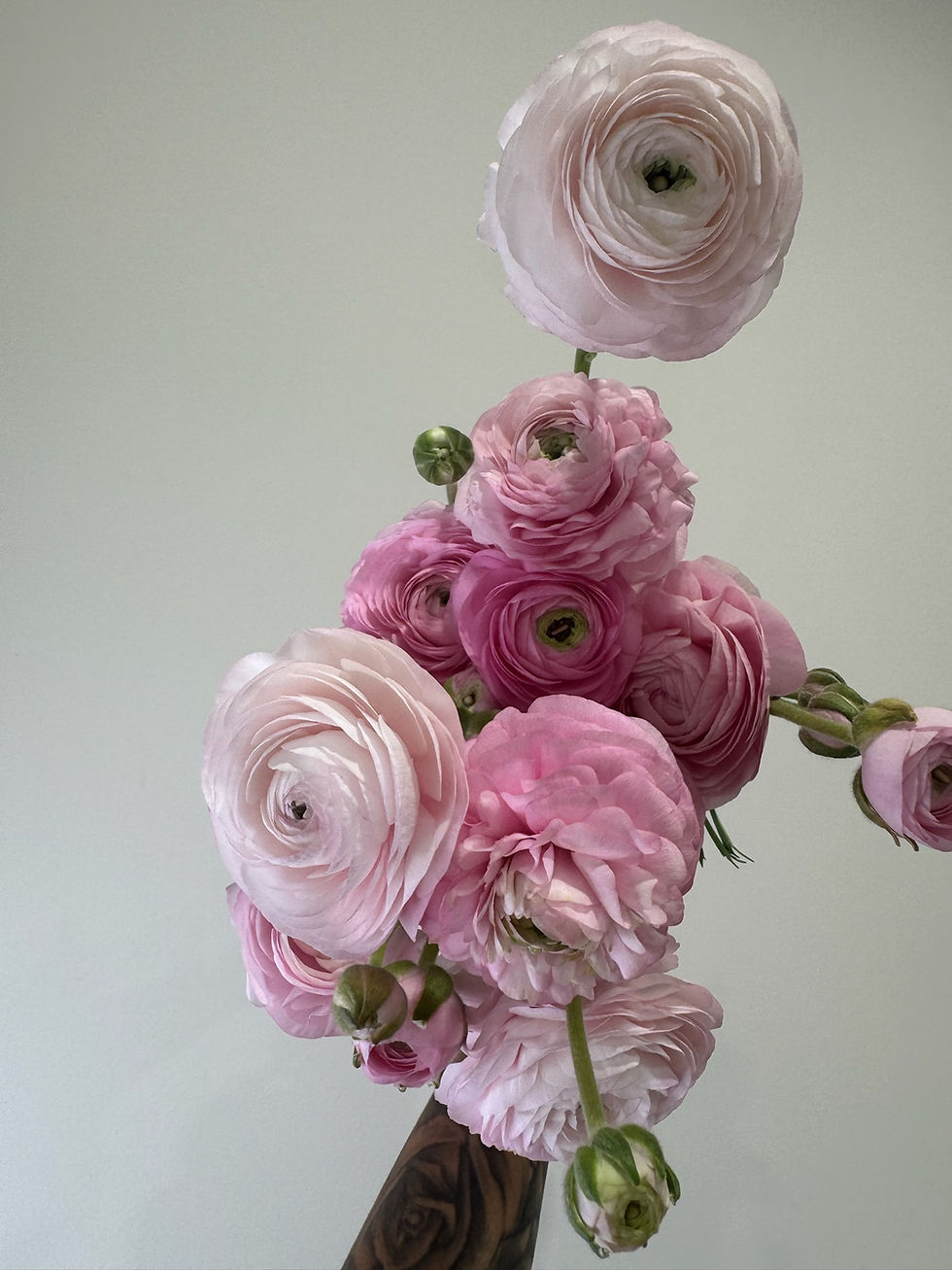 Thumbnail: Ranunculus