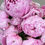 Thumbnail: Peony