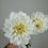 Thumbnail: Dahlia (Decorative - 5 stems)