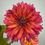 Thumbnail: Dahlia (Decorative - 5 stems)