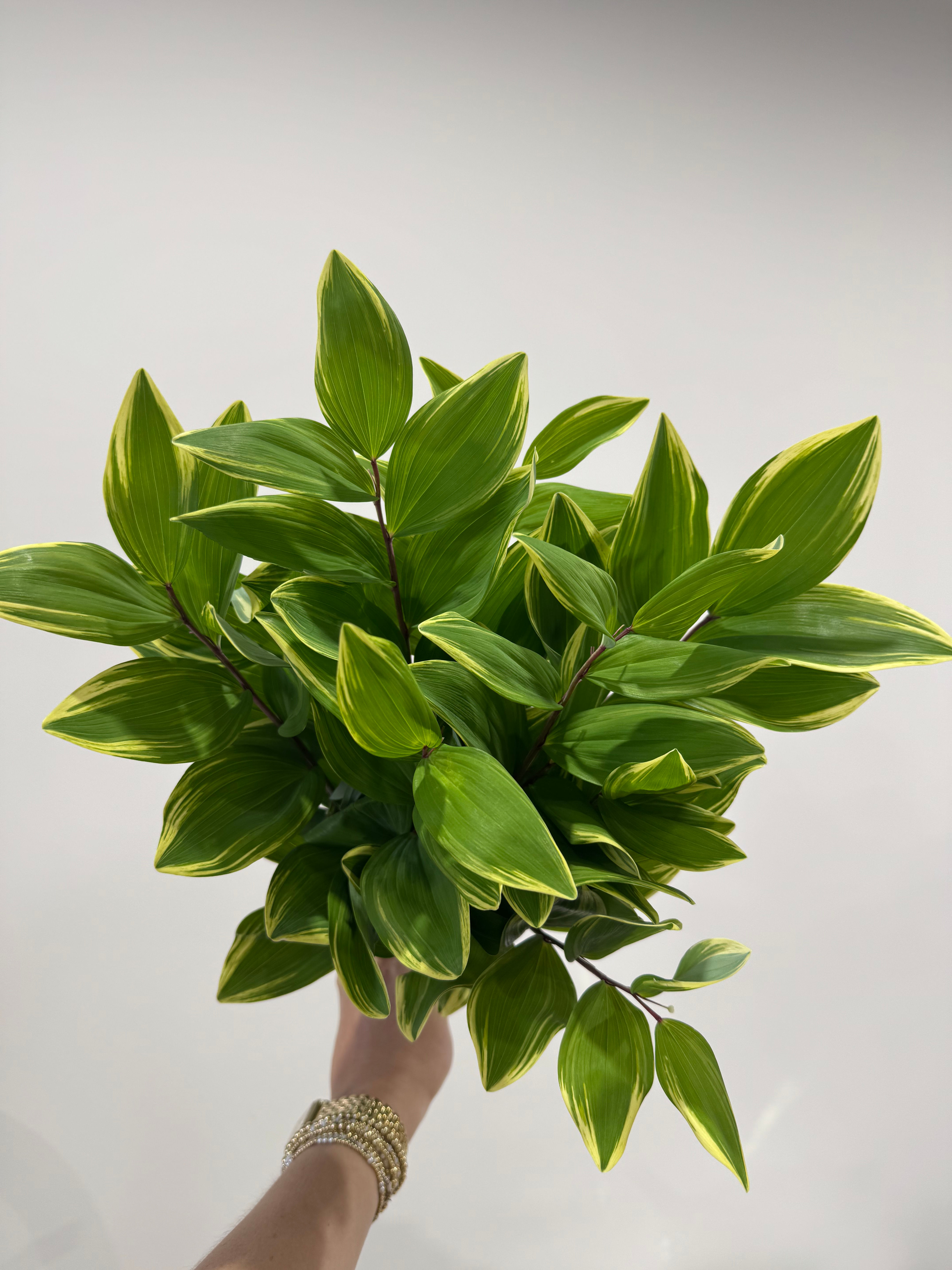 Solomon's Seal