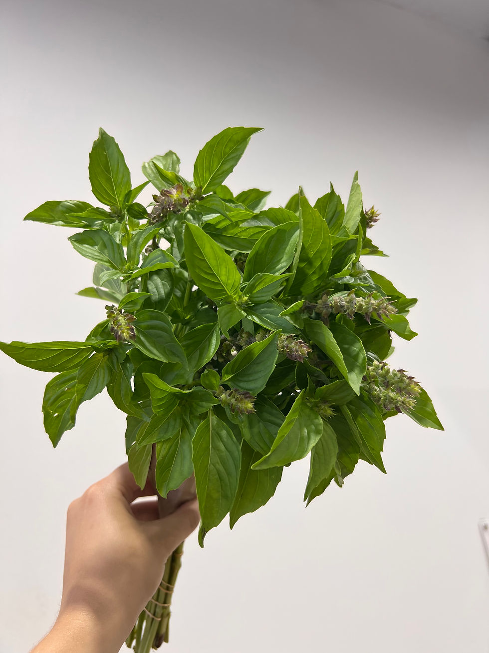 Thumbnail: Basil
