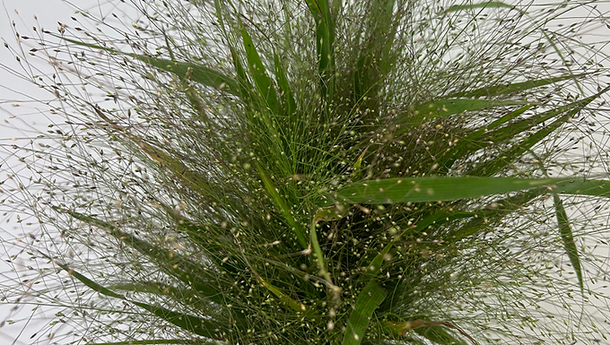 Muhly Grass (Explosion Grass)