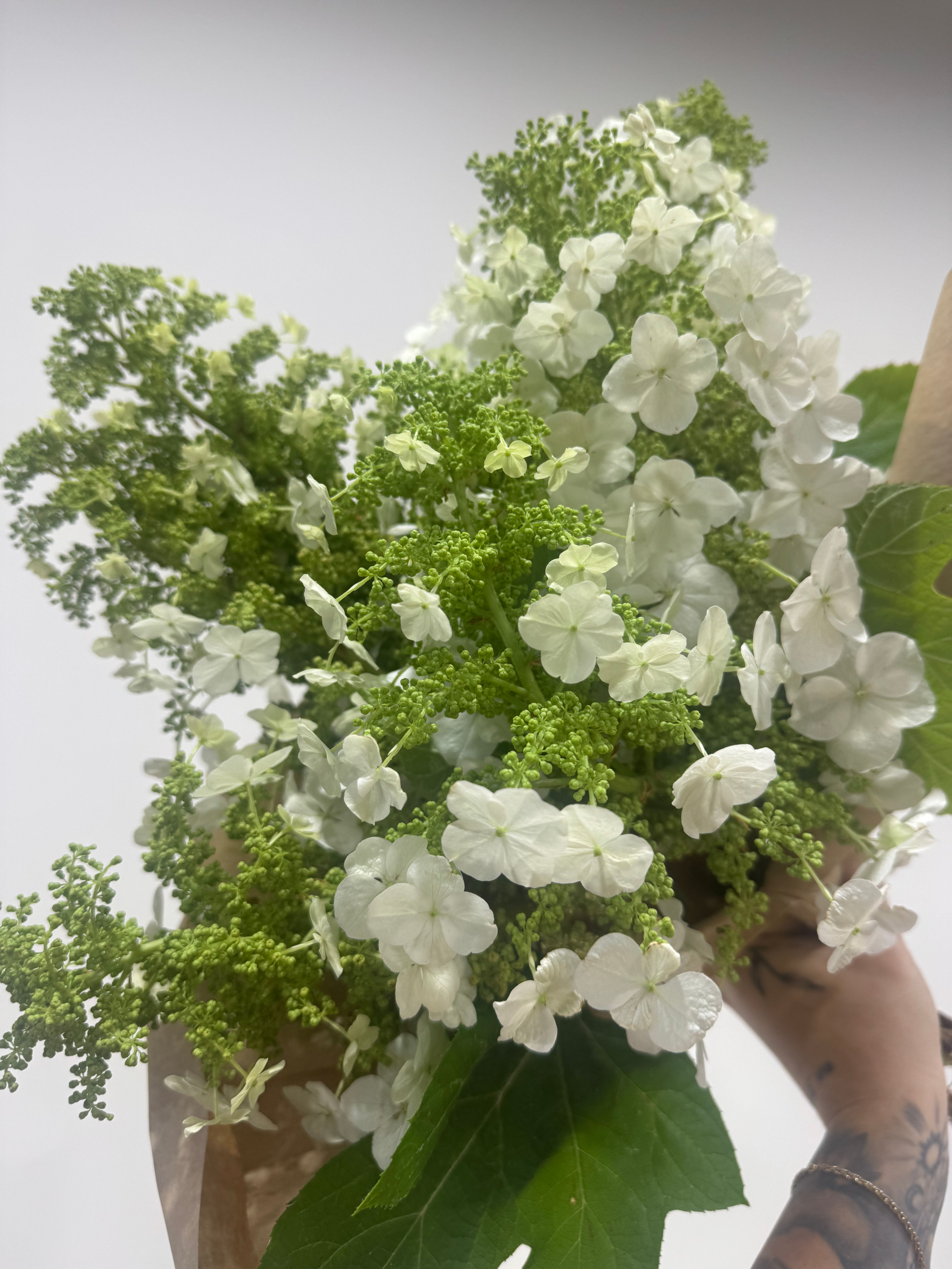 Oak Leaf Hydrangea 