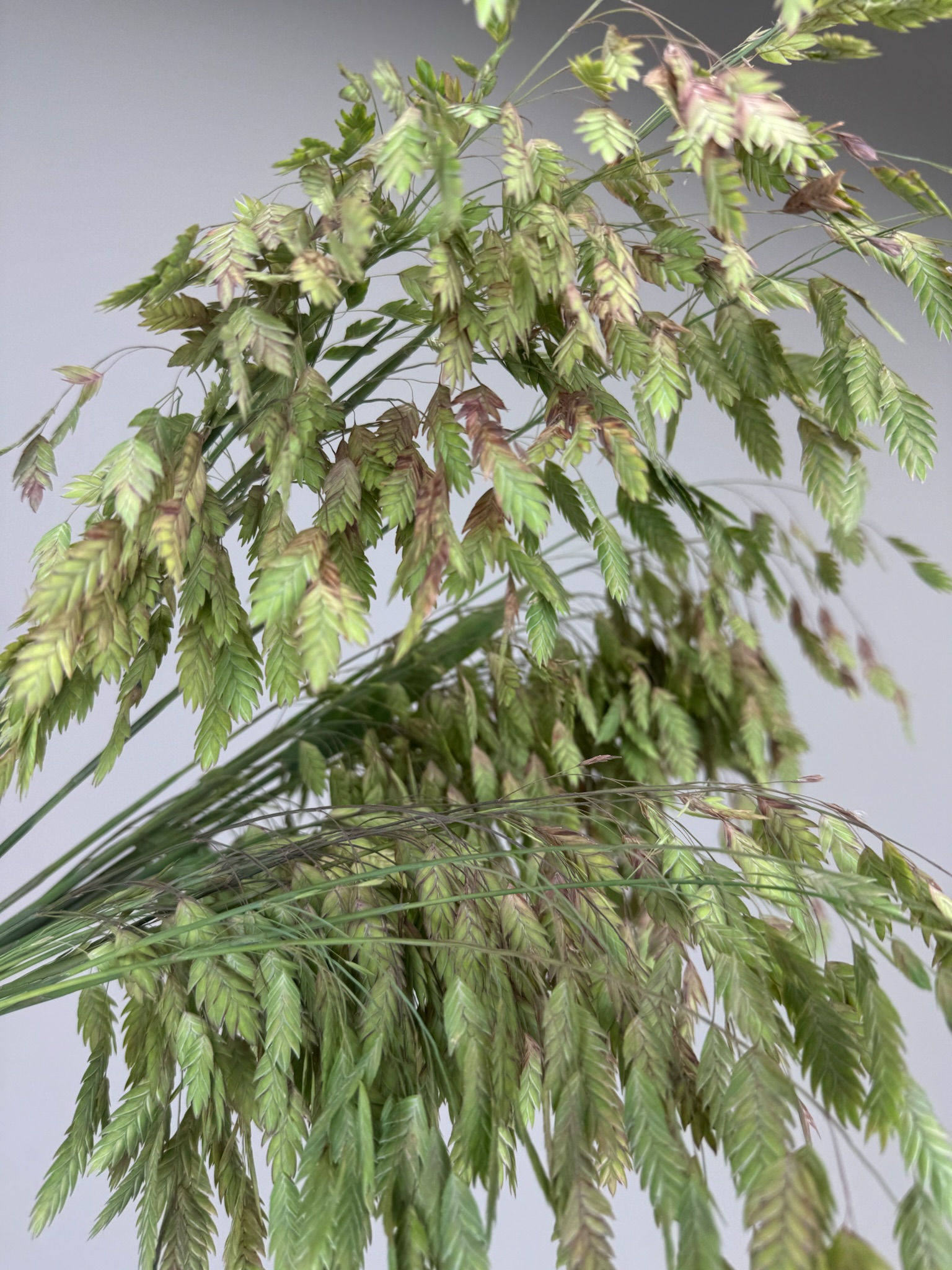 Northern Sea Oats