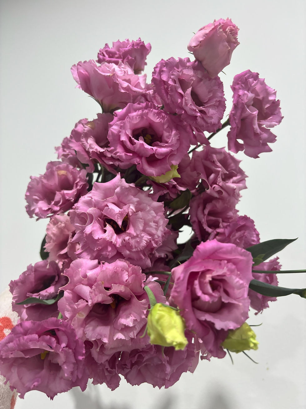 Thumbnail: Lisianthus