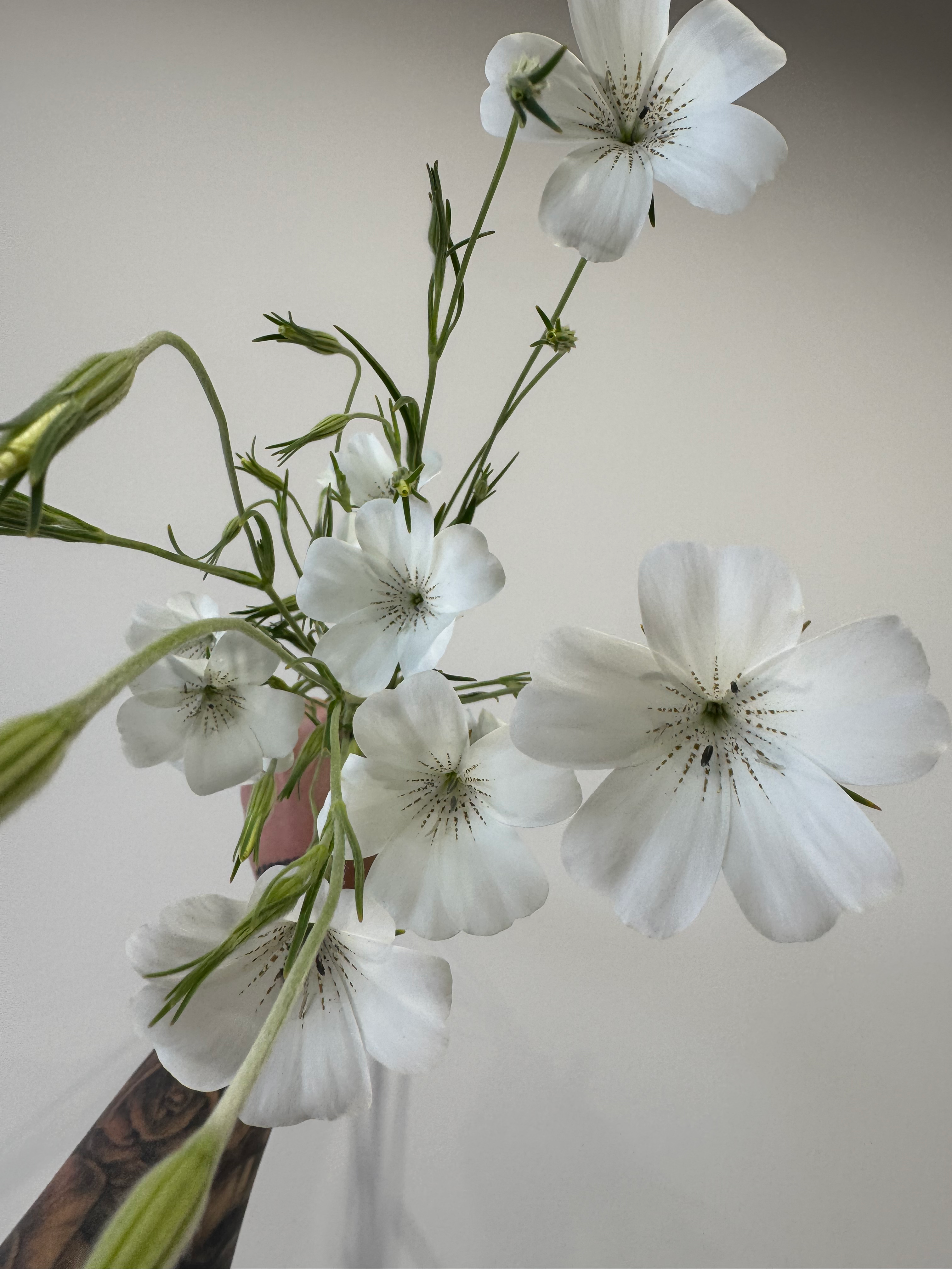 Agrostemma