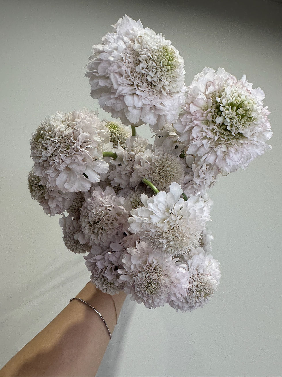 Thumbnail: Scabiosa
